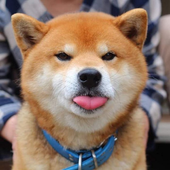 TryHackMe profile picture for @shiba