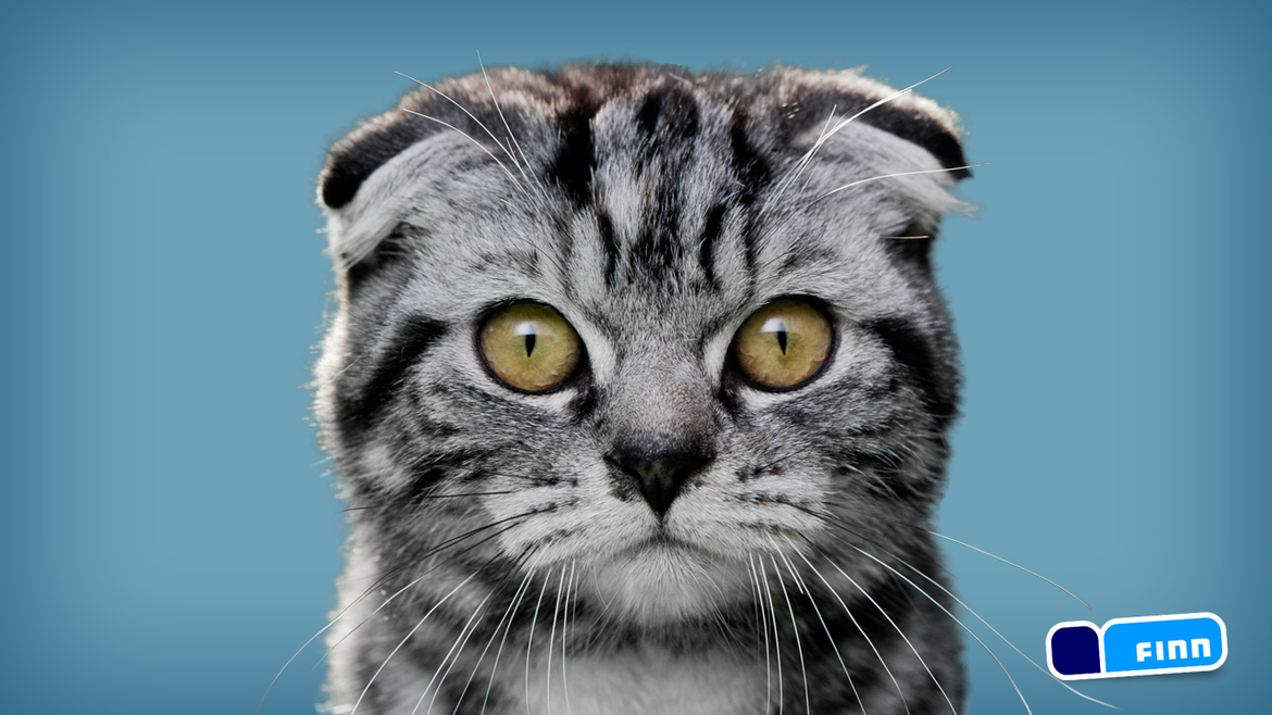 TryHackMe profile picture for @misha
