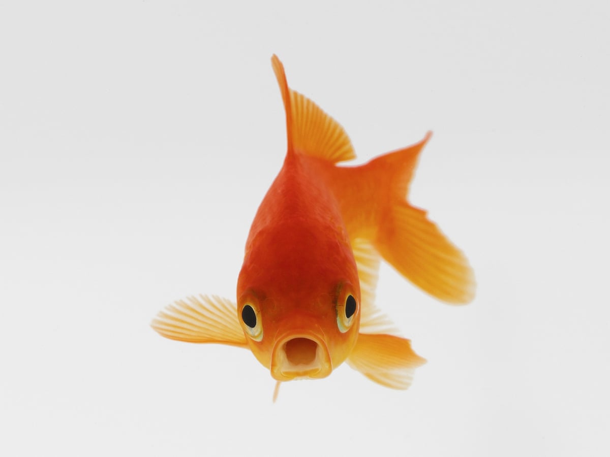 TryHackMe profile picture for @goldfish