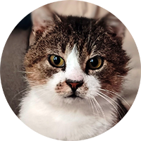TryHackMe profile picture for @nail