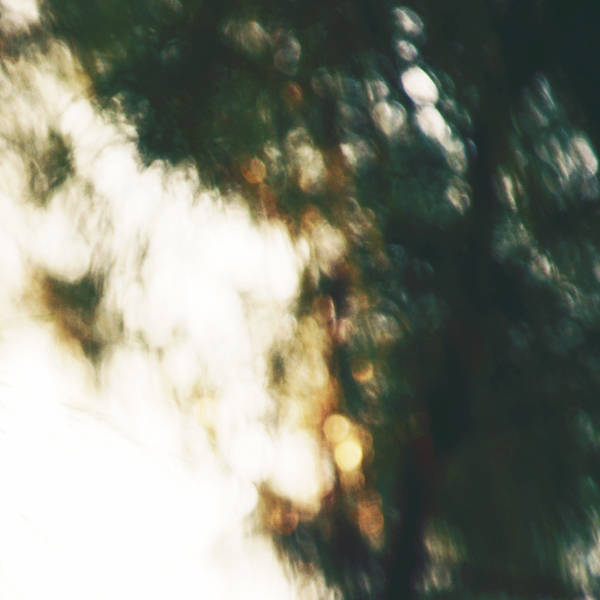 TryHackMe profile picture for @died
